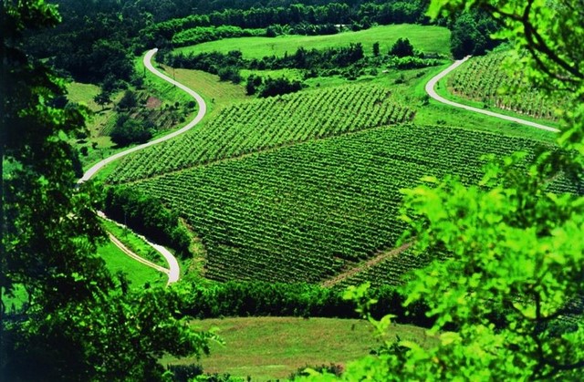 croatia_istra_food_vineyard_0003
