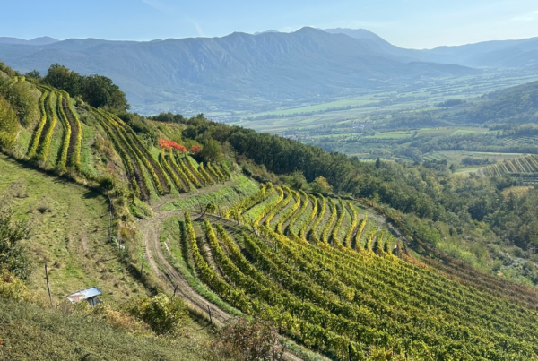 Mediterranean wine countryside